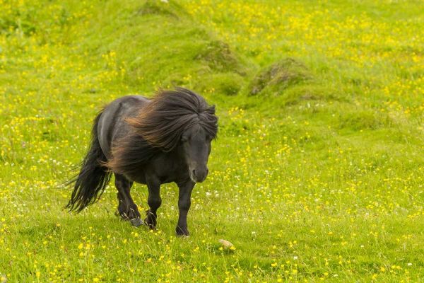 Scotland, Shetland Islands Shetland pony